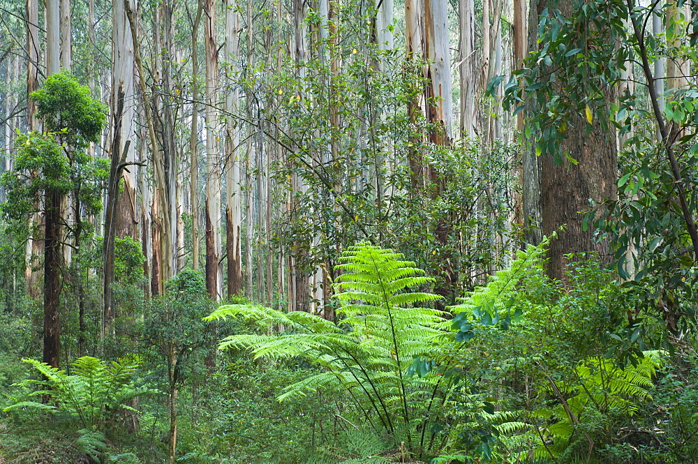 Rainforest, Yarra Ranges National Park, Victoria, Australia, Pacific