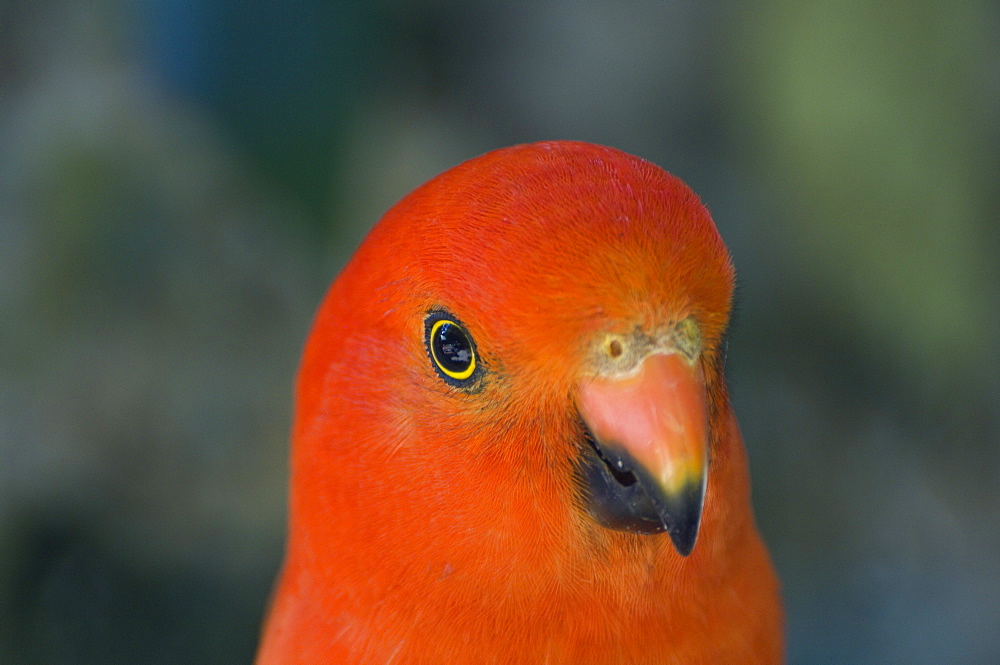 Portrait of king parrot, Victoria, Australia, Pacific