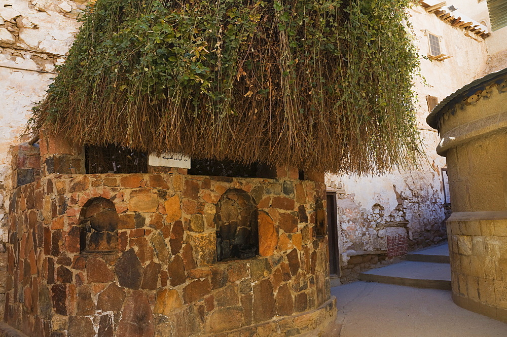 The Burning Bush, Monastery of St. Catherine, UNESCO World Heritage Site, Sinai, Egypt, North Africa, Africa