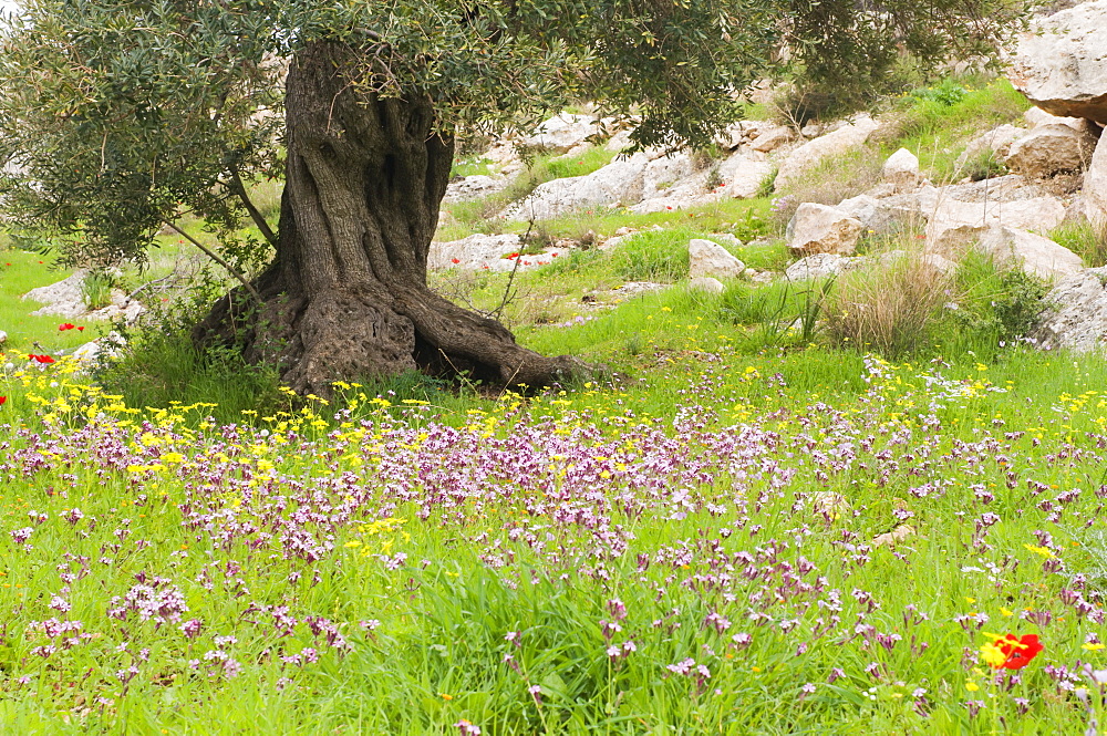 Wildflowers and olive tree, near Halawa, Jordan, Middle East