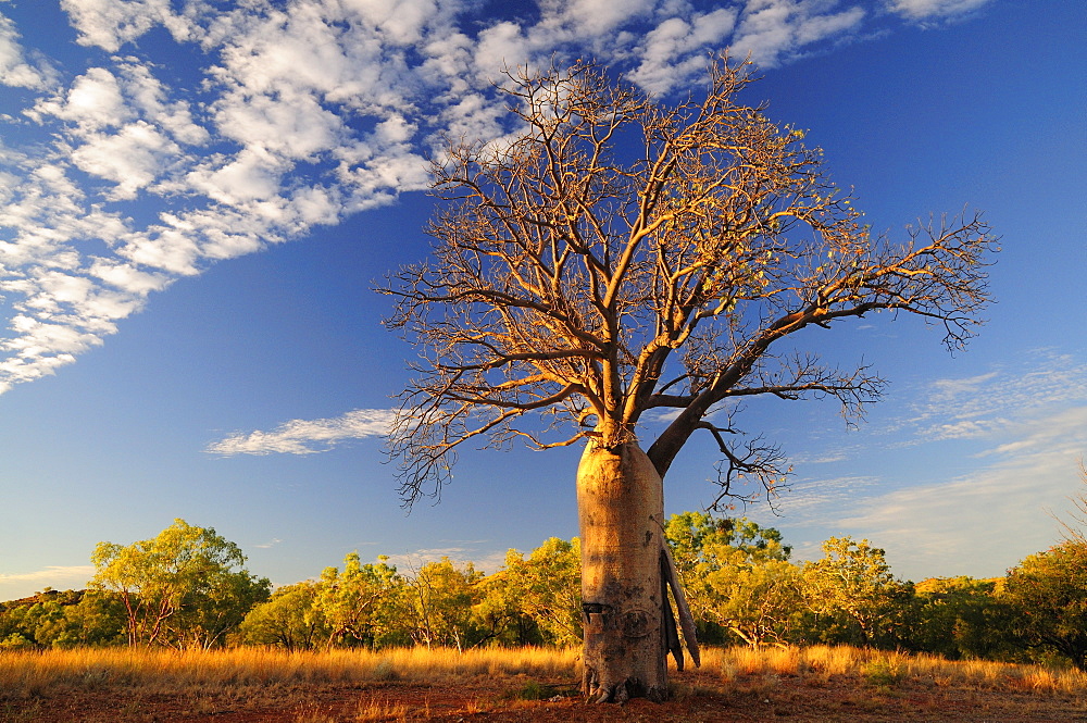 Boab tree, Kimberley, Western Australia, Australia, Pacific