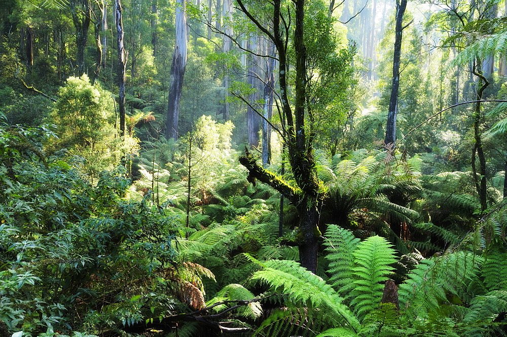 Rainforest, Dandenong Ranges, Victoria, Australia, Pacific