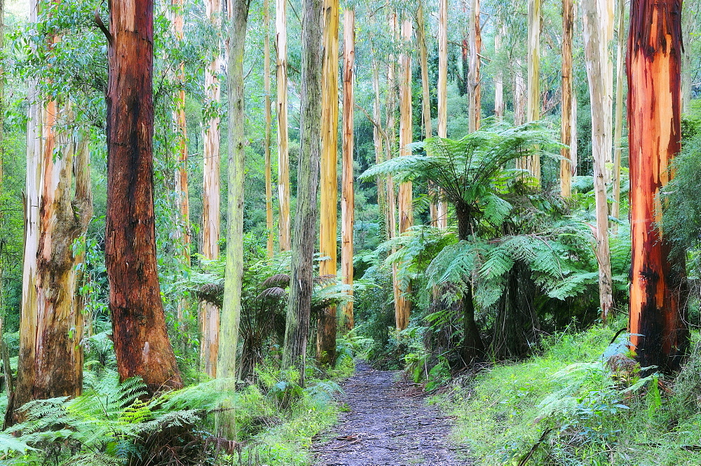 Path through forest, Dandenong Ranges, Victoria, Australia, Pacific