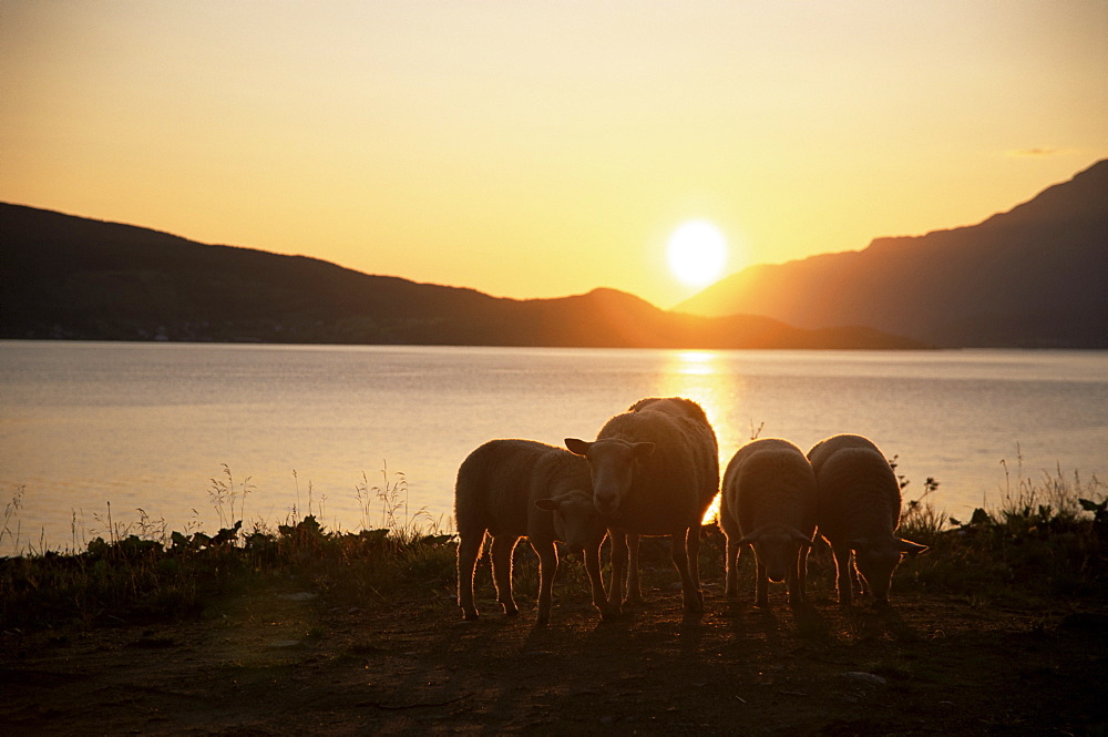 Sheep silhouetted against the midnight sun, Astafjorden, Troms, Norway, Scandinavia, Europe