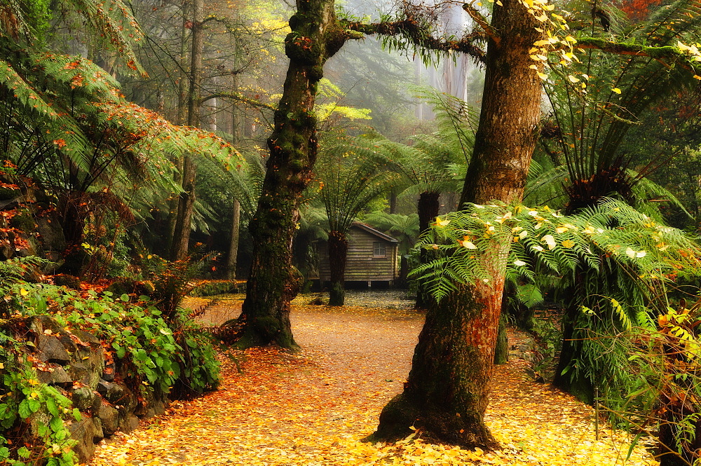 The boathouse and gingko trees dropping autumn leaves, Alfred Nicholas Gardens, Dandenong Ranges, Victoria, Australia, Pacific