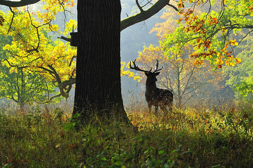 Deer, Favorite Park, Ludwigsburg, Baden-Wurttemberg, Germany, Europe 