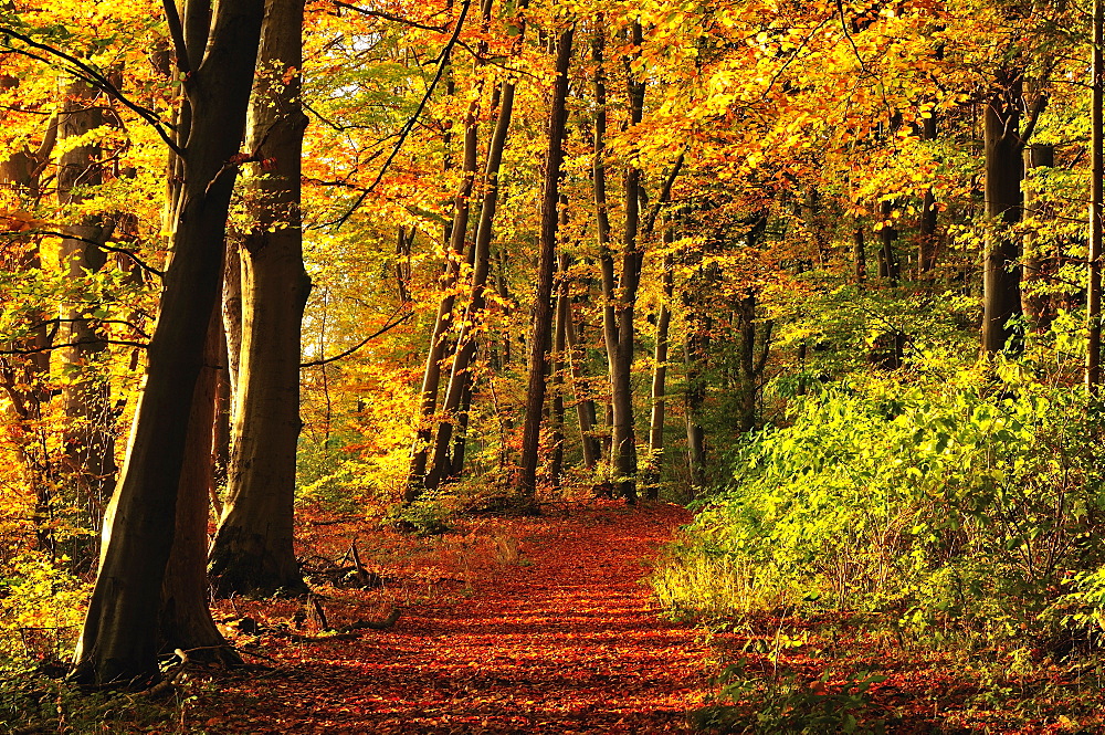 Forest, Fuerstenfeldbruck, Bavaria, Germany, Europe