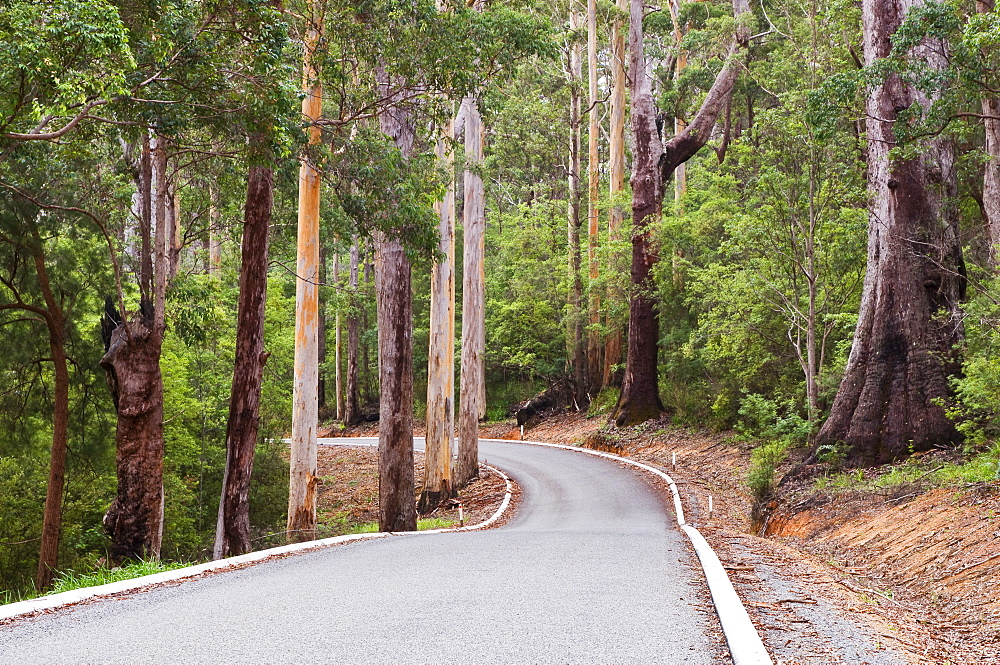 Road through Karri Forest, Valley of the Giants, Western Australia, Australia, Pacific