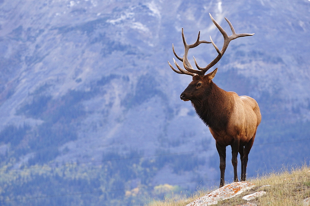 Elk (wapiti), Jasper National Park, Alberta, Canada, North America