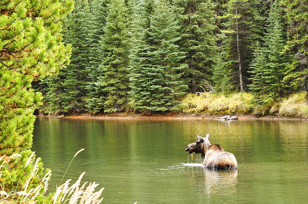 Cow moose feeding in Moose Lake, Jasper National Park, UNESCO World Heritage Site, Alberta, Canada, North America