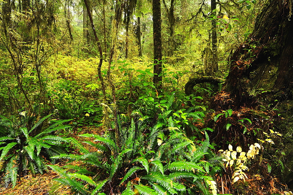 Rainforest, Pacific Rim National Park, Vancouver Island, British Columbia, Canada, North America