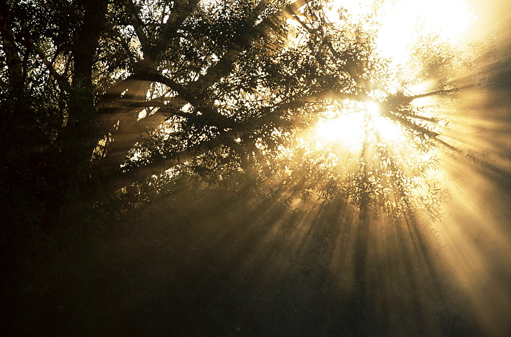 Light rays through trees, Grafrath, Bavaria, Germany, Europe