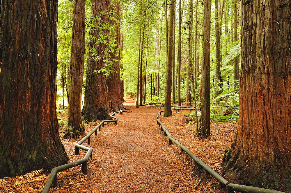 Walkway, The Redwoods, Rotorua, Bay of Plenty, North Island, New Zealand, Pacific