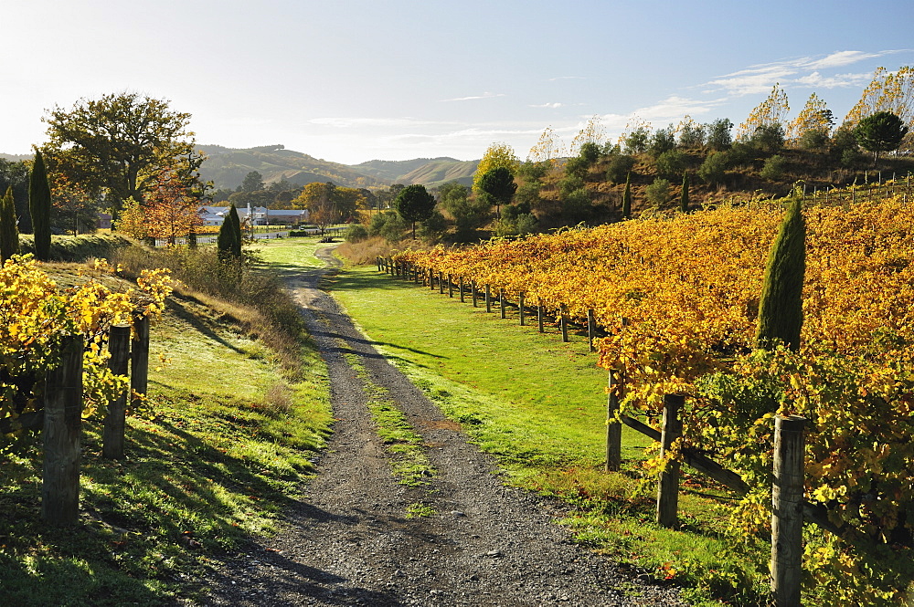 Vineyard, Havelock North, Hawke's Bay, North Island, New Zealand, Pacific