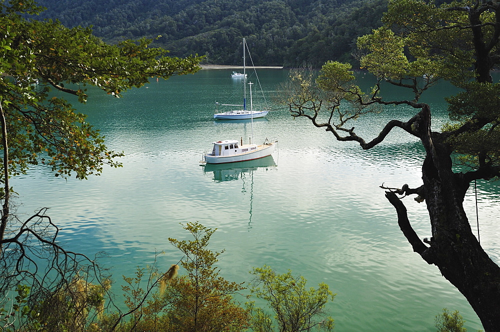 Duncan Bay, Tennyson Inlet, Marlborough Sounds, Marlborough, South Island, New Zealand, Pacific