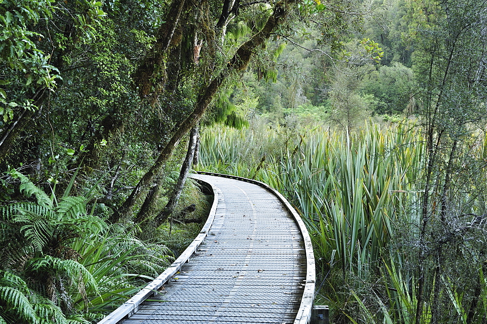 Path through rainforest, Westland Tai Poutini National Park, UNESCO World Heritage Site, West Coast, South Island, New Zealand, Pacific