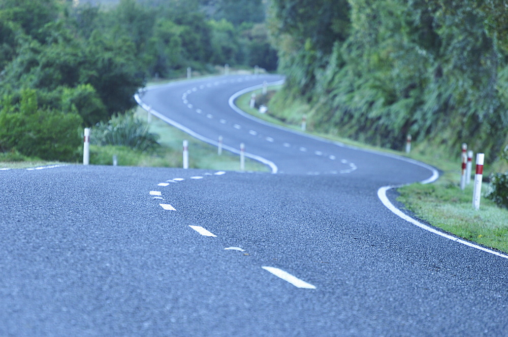 Haast Highway and rainforest, West Coast, South Island, New Zealand, Pacific