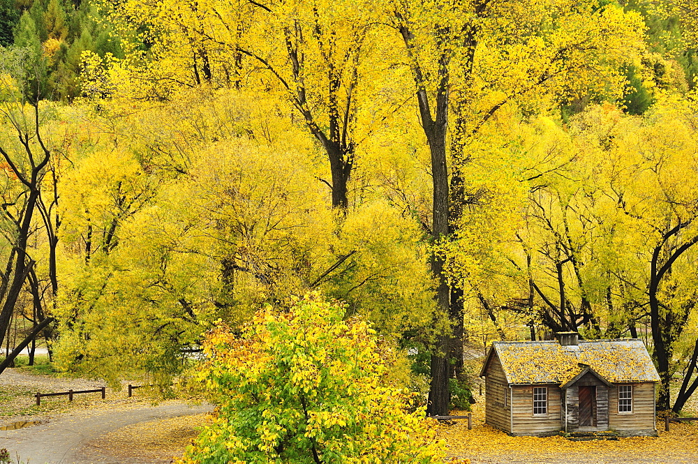 Miner's cottage, Arrowtown, Otago, South Island, New Zealand, Pacific