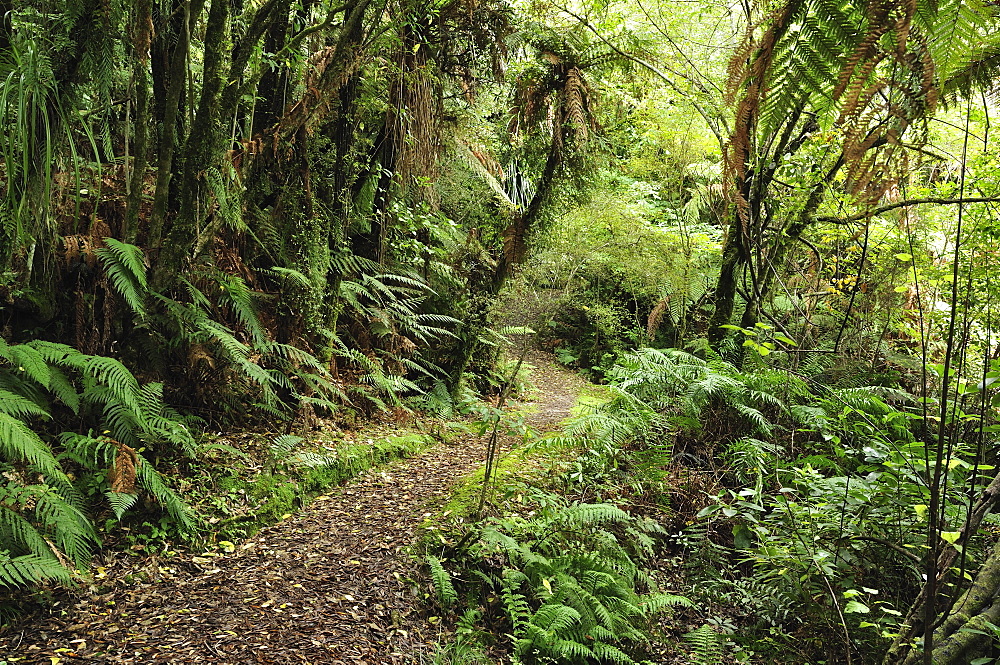 Native Forest, Lake Mahinapua, West Coast, South Island, New Zealand, Pacific