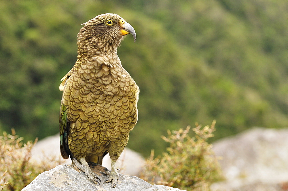 Kea (Nestor notabilis), Arthur's Pass, Canterbury high country, South Island, New Zealand, Pacific