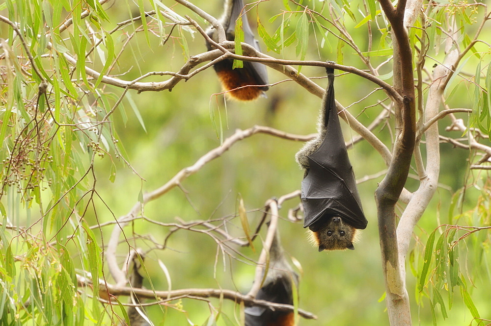 Grey-headed flying fox (Pteropus poliocephalus), Yarra Bend Park, Melbourne,Victoria, Australia, Pacific