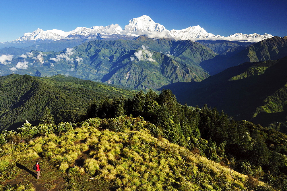 A hiker on Poon Hill looks towards Dhaulagiri Himal, Annapurna Conservation Area, Dhawalagiri (Dhaulagiri), Western Region, Nepal, Asia