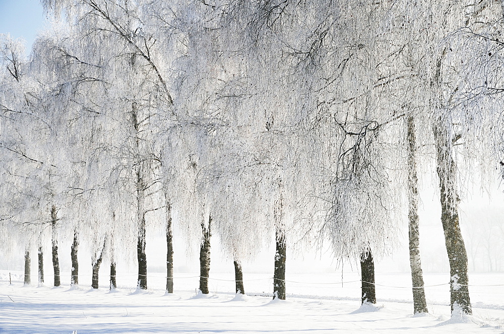 Birch trees with hoarfrost, near Villingen-Schwenningen, Black Forest-Baar (Schwarzwald-Baar) district, Baden-Wurttemberg, Germany, Europe