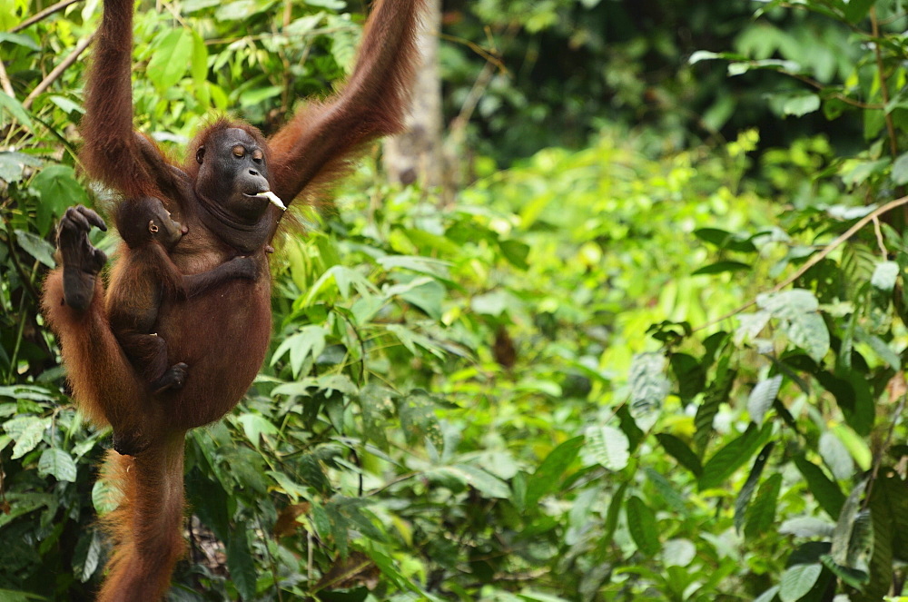 Orangutan (Pongo borneo), Sabah, Borneo, Malaysia, Southeast Asia, Asia