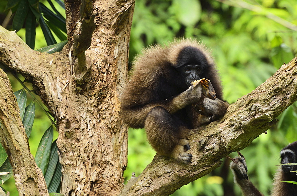 Bornean Gibbon (Hylobates muelleri), Lok Kawi Wildlife Park, Sabah, Borneo, Malaysia, Southeast Asia, Asia