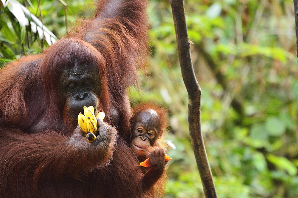 Orangutan (Pongo borneo), Semenggoh Wildlife Reserve, Sarawak, Borneo, Malaysia, Southeast Asia, Asia