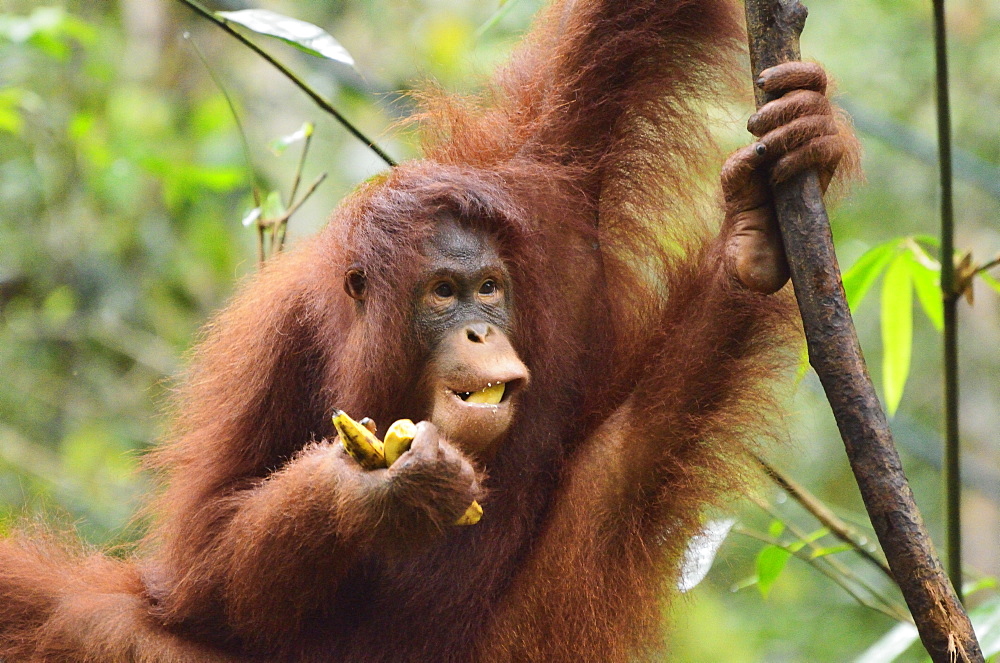 Orangutan (Pongo borneo), Semenggoh Wildlife Reserve, Sarawak, Borneo, Malaysia, Southeast Asia, Asia