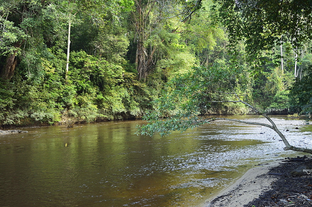 Sungai Tahan, Taman Negara National Park, Pahang, Malaysia, Southeast Asia, Asia