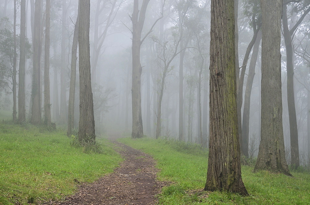 Mountain Ash forest in fog, Dandenong Ranges National Park, Dandenong Ranges, Victoria, Australia, Pacific