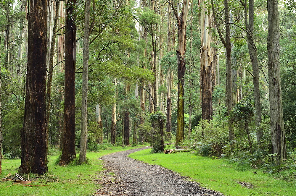 Mountain Ash forest, Dandenong Ranges National Park, Dandenong Ranges, Victoria, Australia, Pacific