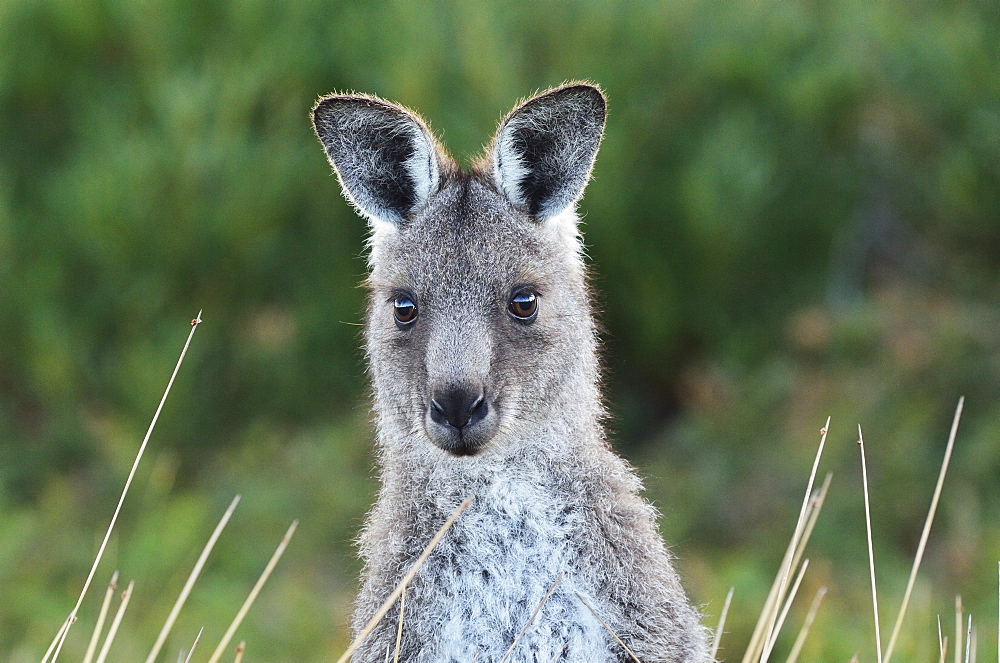 Eastern grey kangaroo, Wilsons Promontory National Park, Victoria, Australia, Pacific