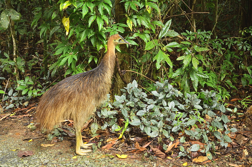 Cassowary, Daintree National Park, UNESCO World Heritage Site, Queensland, Australia, Pacific