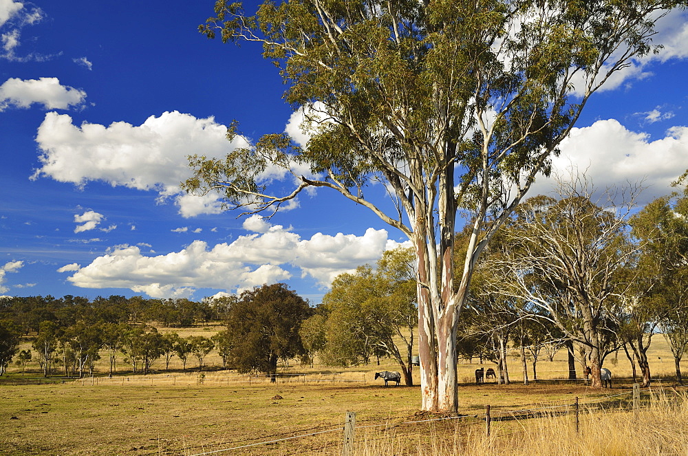 Countryside near Towoomba, Queensland, Australia, Pacific