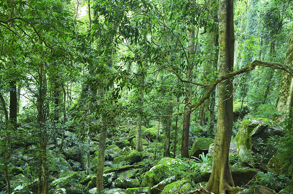 Rainforest, Dorrigo National Park, New South Wales, Australia, Pacific