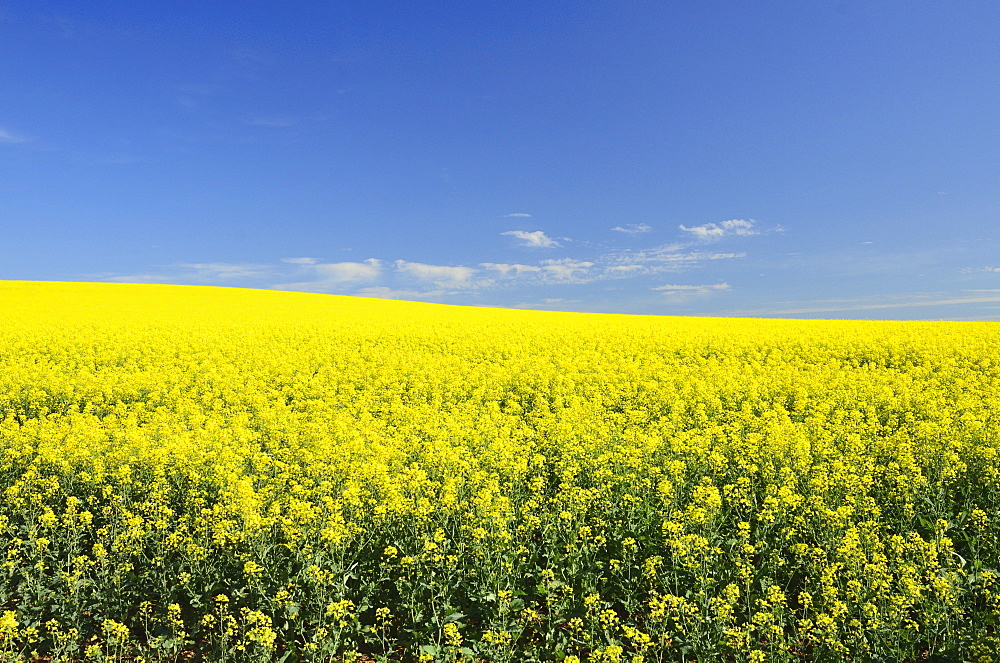 Canola field near Junee, New South Wales, Australia, Pacific