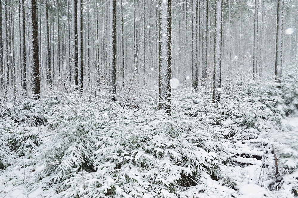 Winter landscape, near Villingen-Schwenningen, Black Forest, Baden-Wurttemberg, Germany, Europe