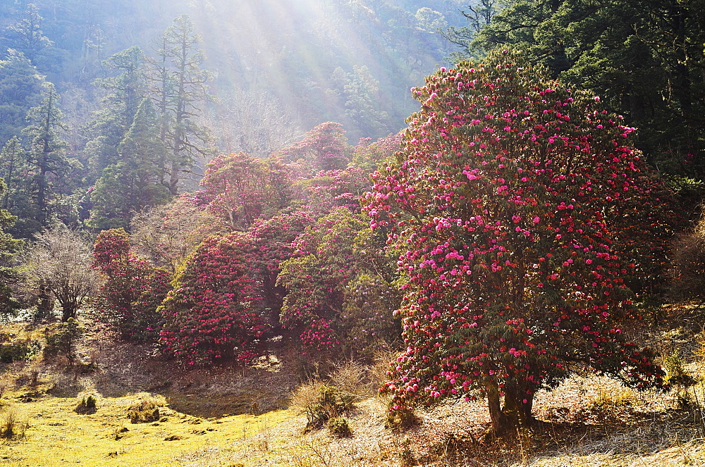 Rhododendron forest, near Titi, Annapurna Conservation Area, Dhawalagiri (Dhaulagiri), Western Region (Pashchimanchal), Nepal, Asia