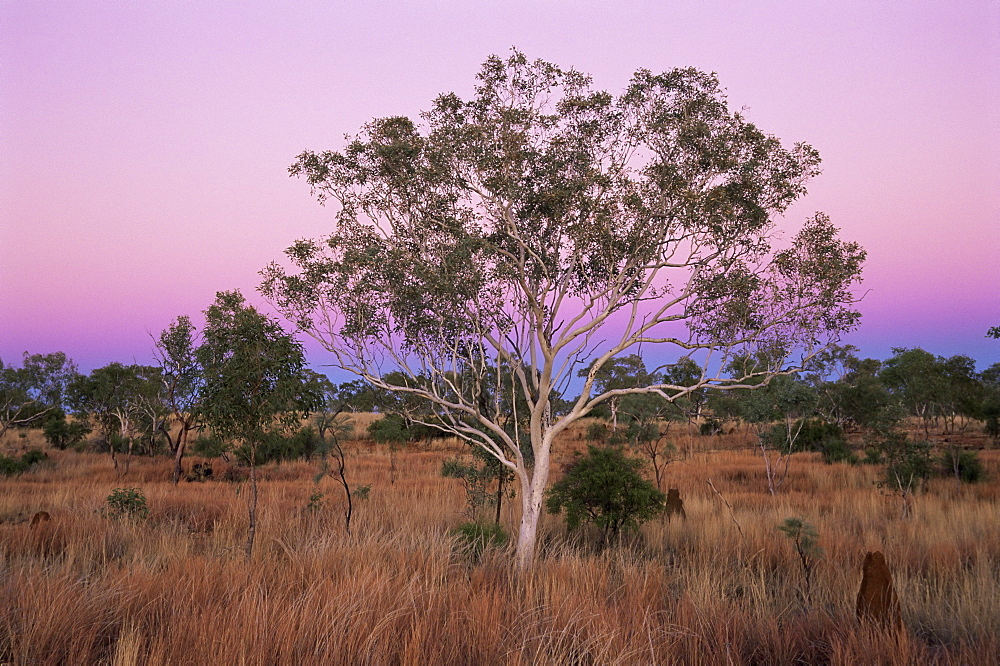 Ghost gums, Northern Territory, Australia, Pacific