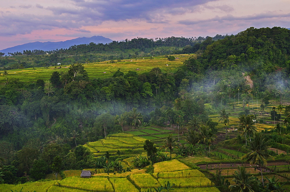 Rainforest and fields, Senaru, Lombok, Indonesia, Southeast Asia, Asia