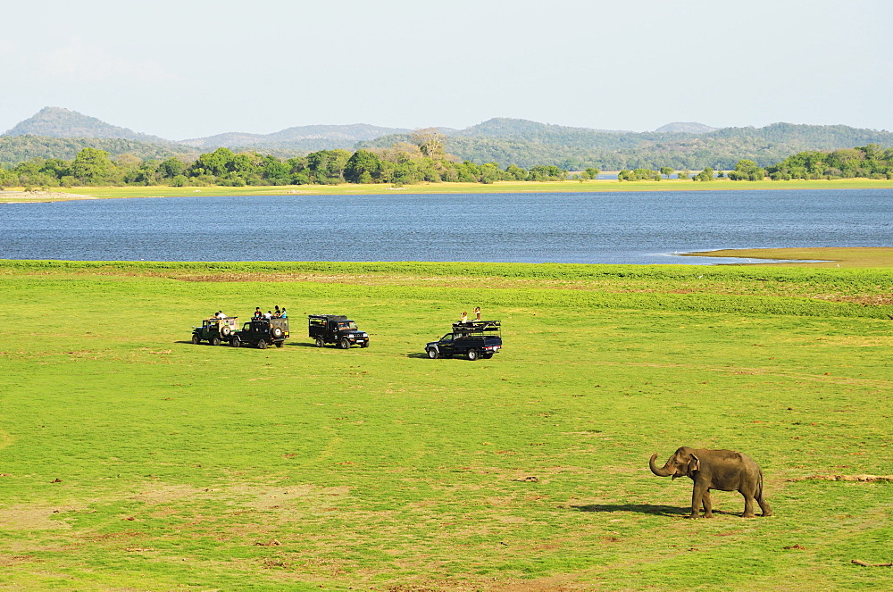 Sri Lankan elephant (Elephas maximus maximus), Minneriya National Park, Sri Lanka, Asia