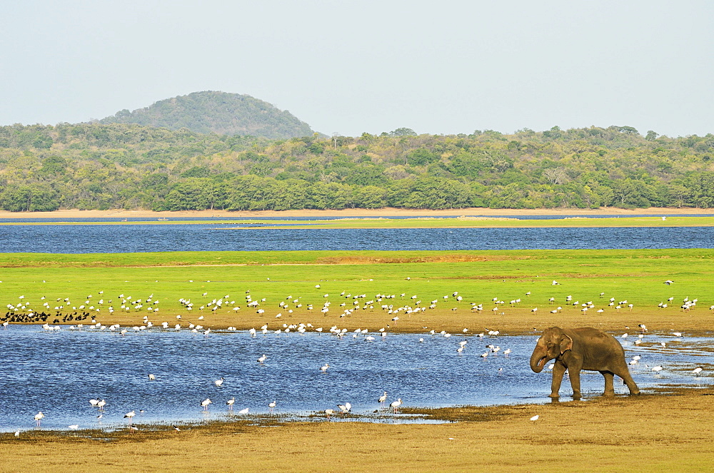 Sri Lankan elephant (Elephas maximus maximus), Minneriya National Park, Sri Lanka, Asia