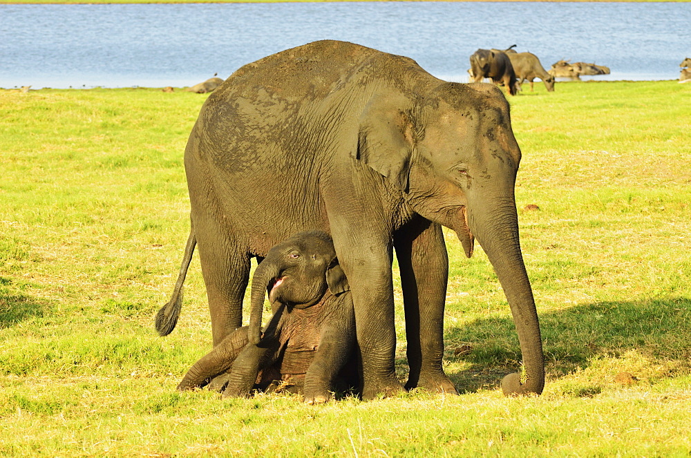 Sri Lankan elephant (Elephas maximus maximus), Minneriya National Park, Sri Lanka, Asia