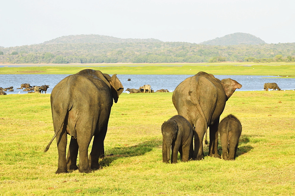 Sri Lankan elephant (Elephas maximus maximus), Minneriya National Park, Sri Lanka, Asia