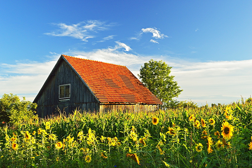 Rural scene with sunflowers (Helianthus annuus), near Villingen-Schwenningen, Black Forest, Schwarzwald-Baar, Baden-Wurttemberg, Germany, Europe