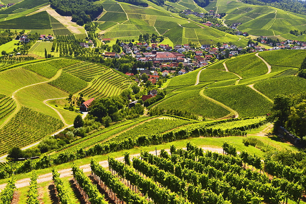 View of vineyards and Durbach village, Ortenau, Baden-Wurttemberg, Germany, Europe