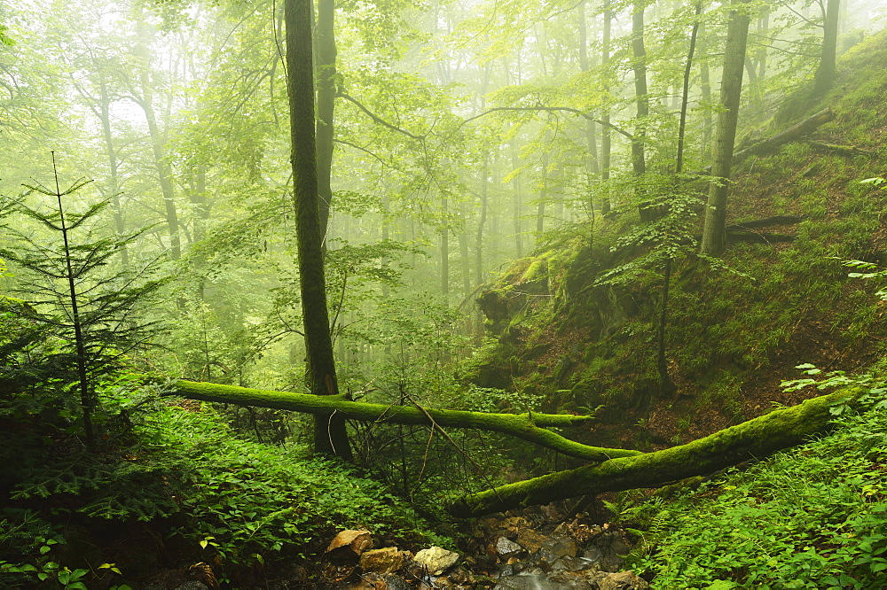 Black Forest in fog, near Wehr, Baden-Wurttemberg, Germany, Europe